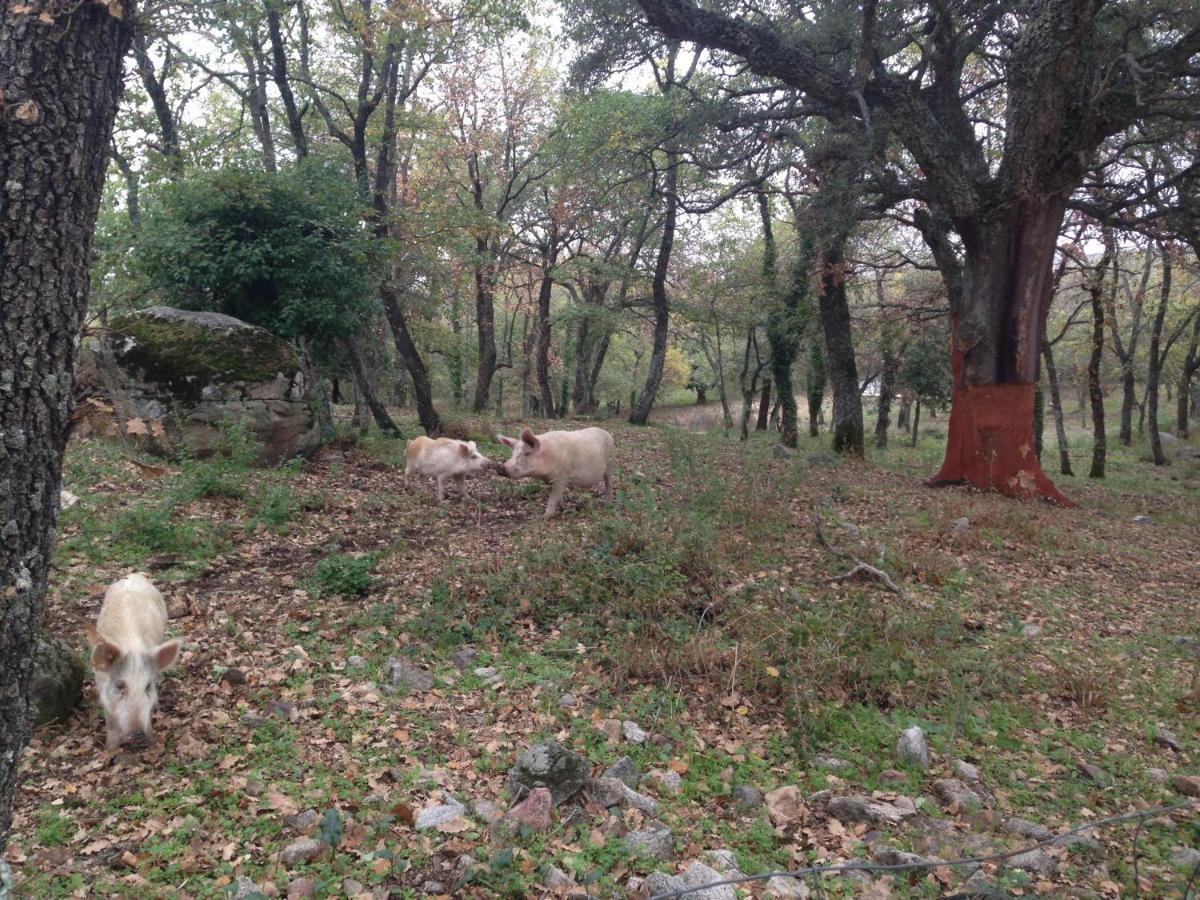 Agriturismo Pranu Sorgono Esterno foto